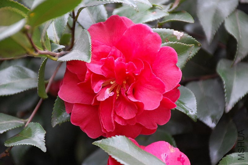 DSC_14610108.JPG