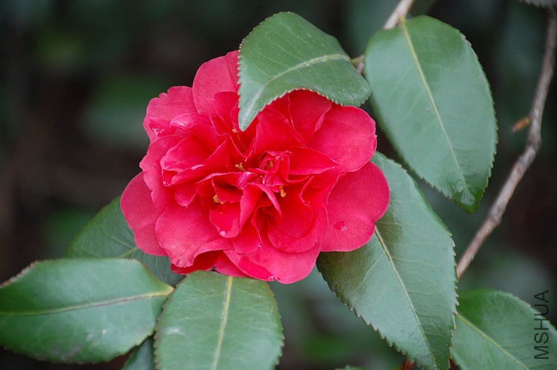 DSC_14780125.JPG