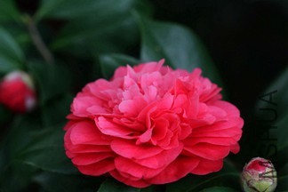 IMG_3862.JPG