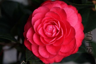 IMG_3866.JPG
