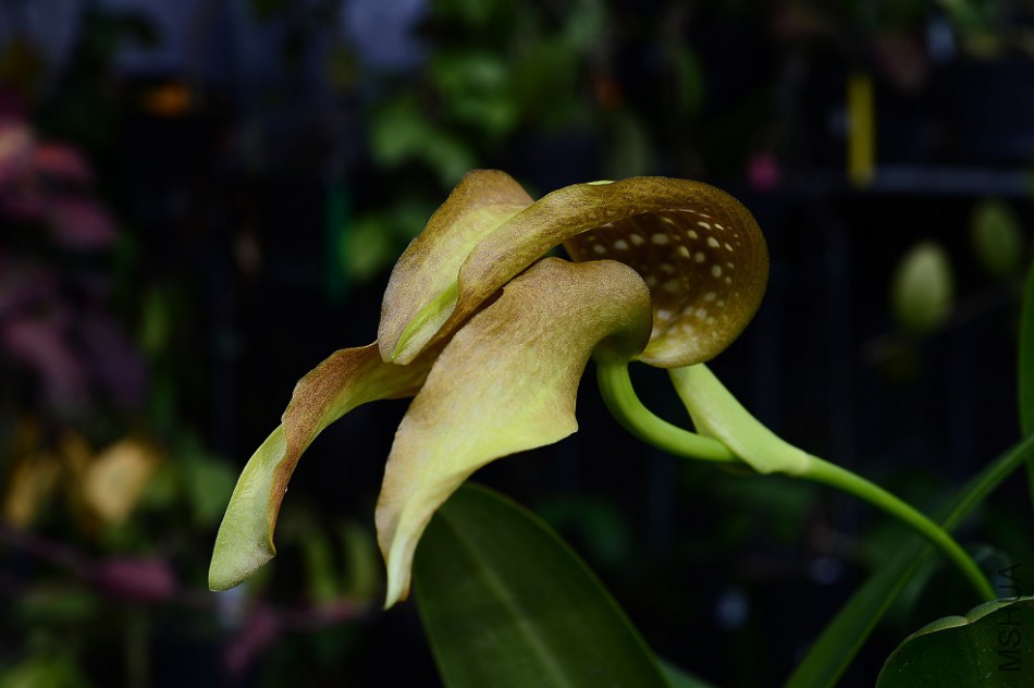 21-3Bulb. gradiflorum�Z.jpg