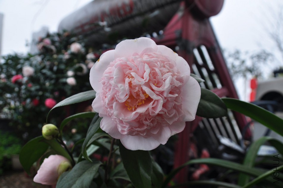dsc_0408_����.jpg