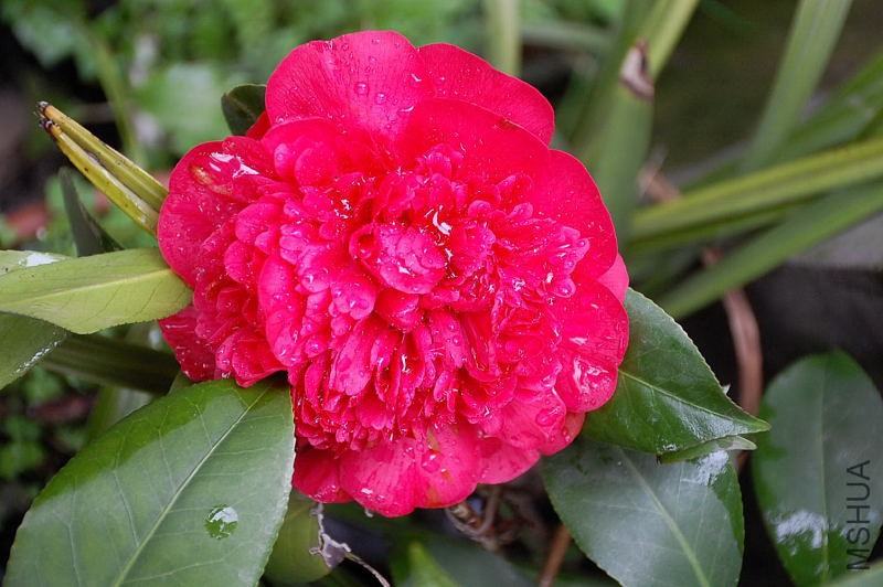 DSC_17620042.JPG