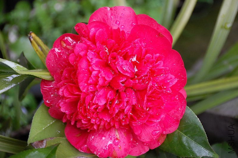 DSC_17610041.JPG