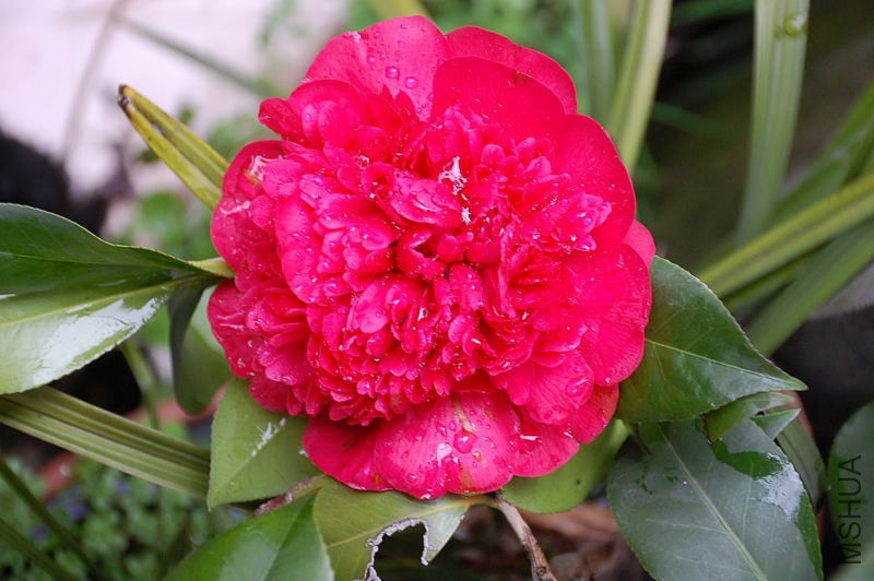 DSC_17630043.JPG