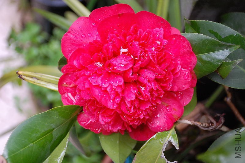 DSC_17740054.JPG
