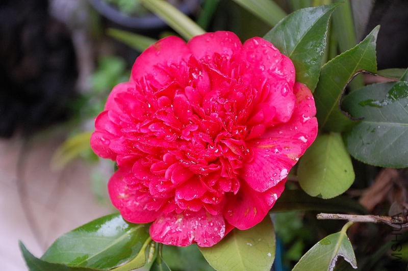 DSC_17580038.JPG