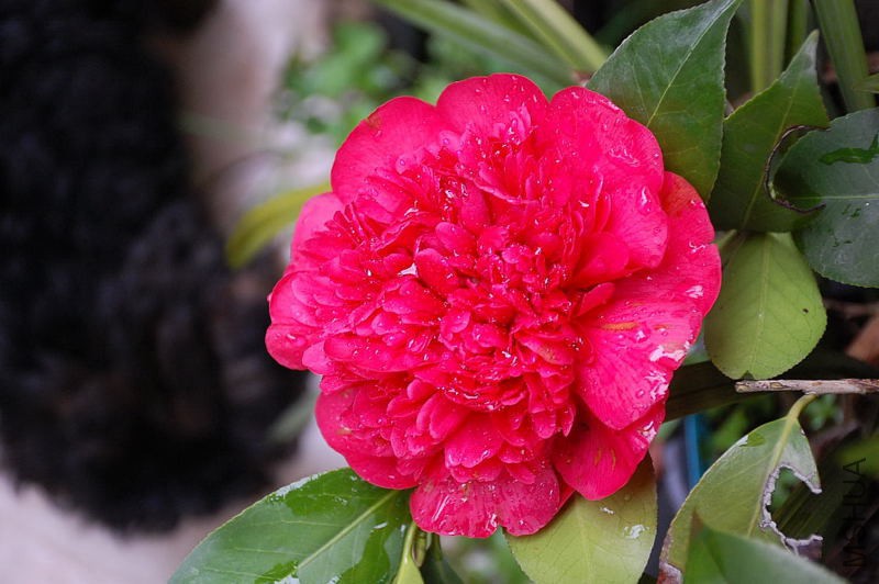DSC_17590039.JPG