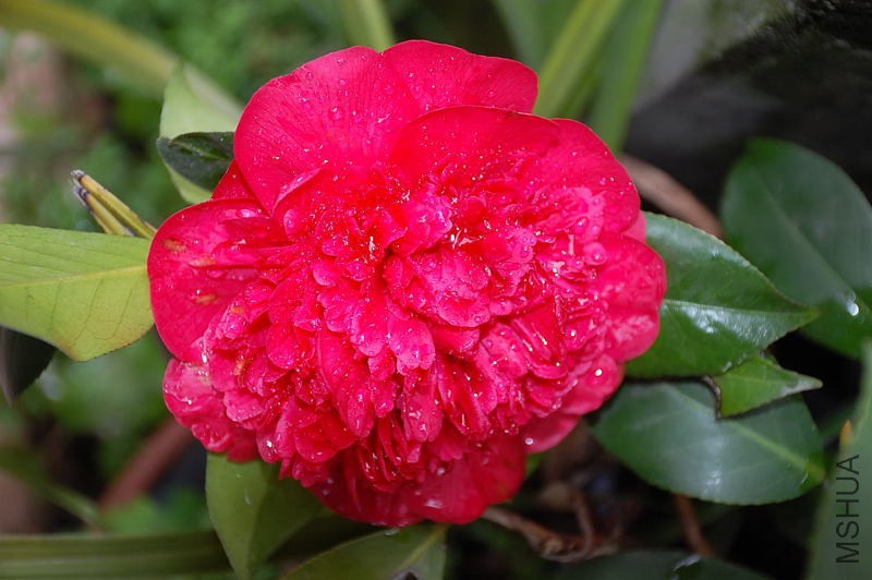 DSC_17560036.JPG