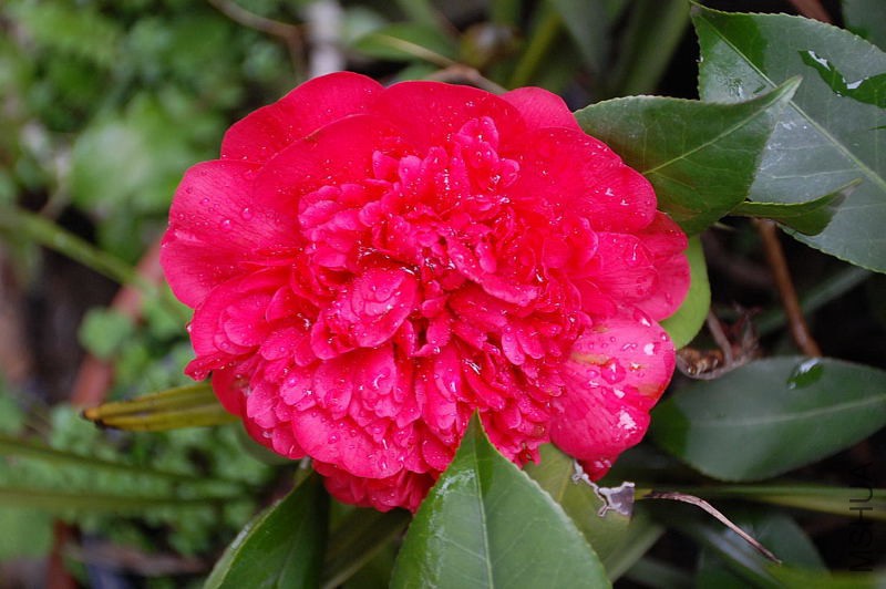 DSC_17730053.JPG