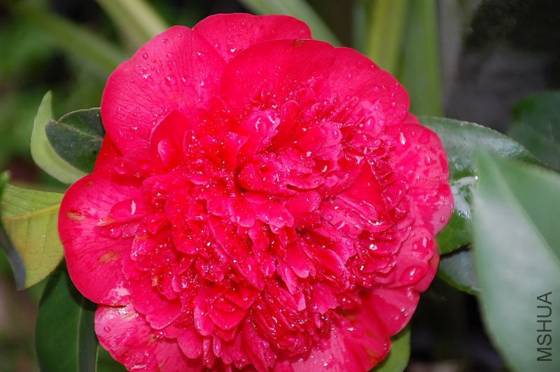 DSC_19810261.JPG