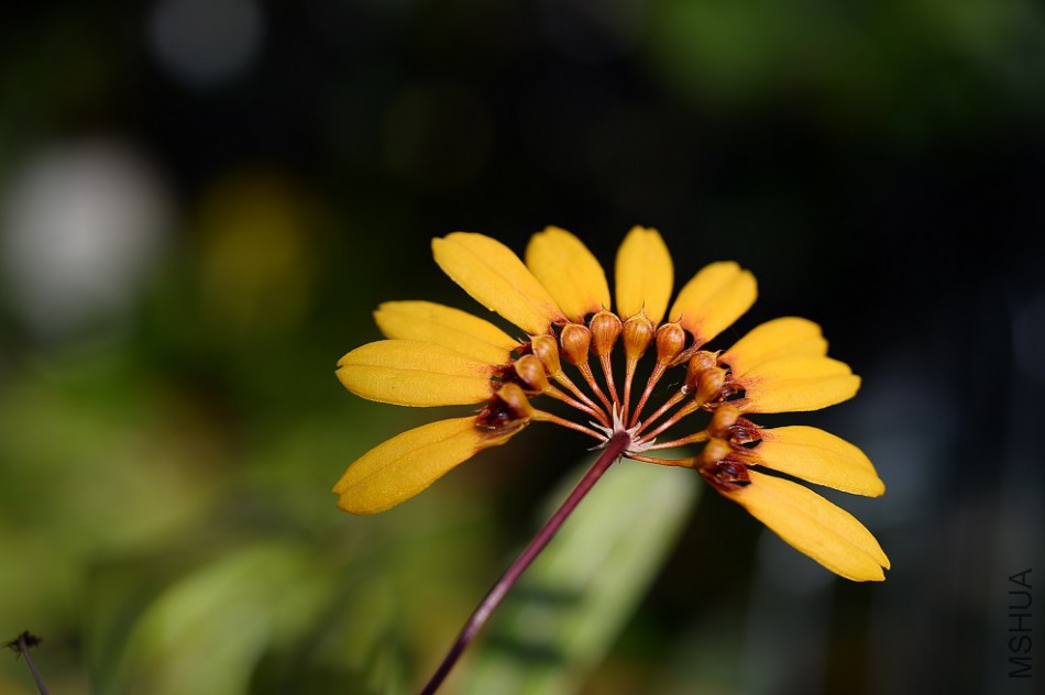 22-2Bulb. mastersianum.jpg