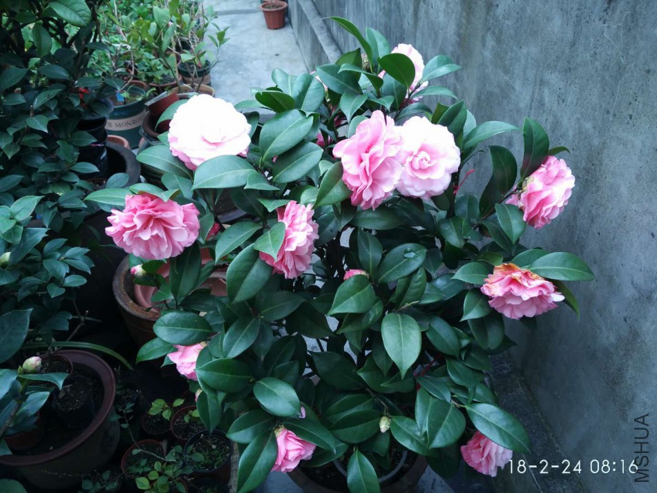 ΢��ͼƬ_20180224131159.jpg