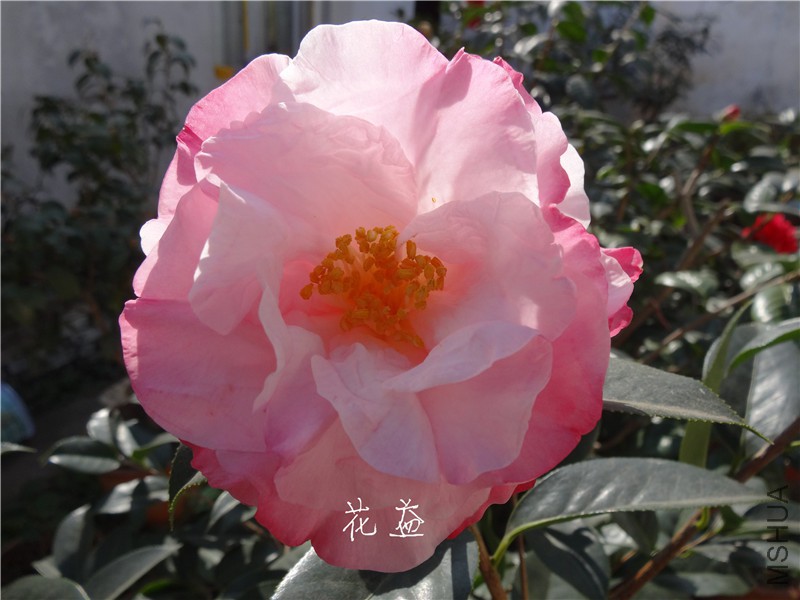 DSC03236.jpg