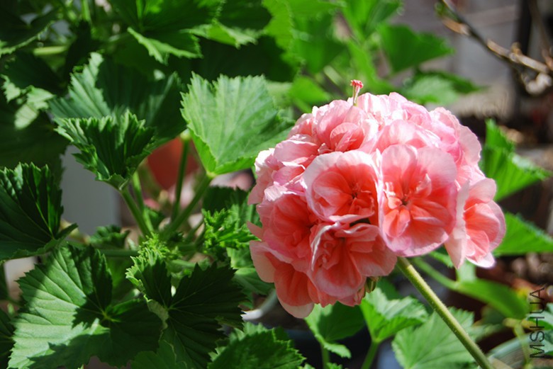 DSC_0520_����.jpg