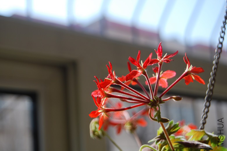 DSC_0509_����.jpg