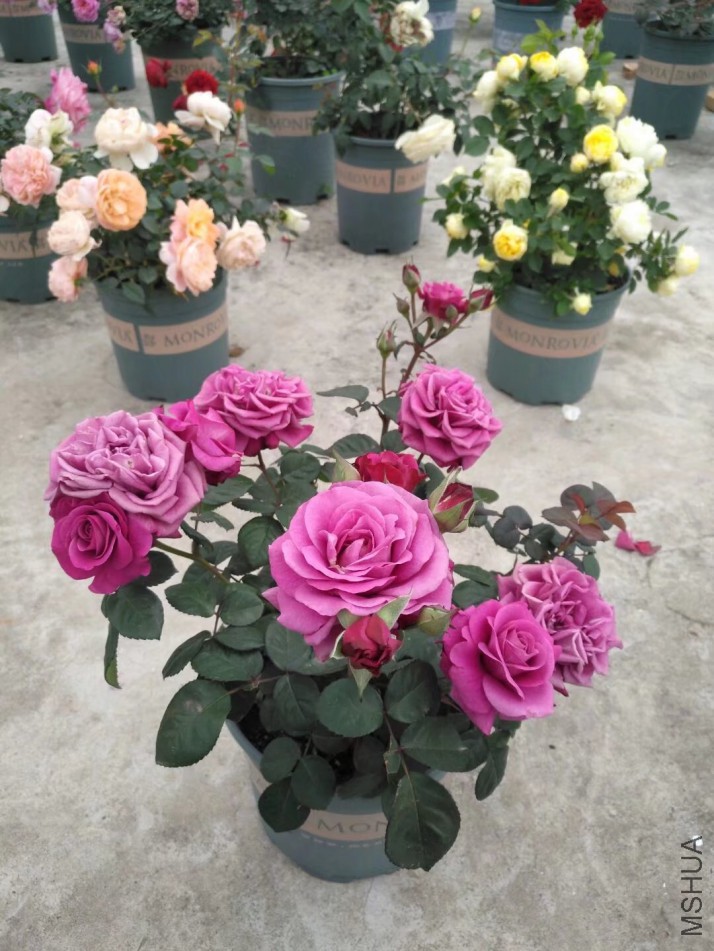 psb (4).jpg