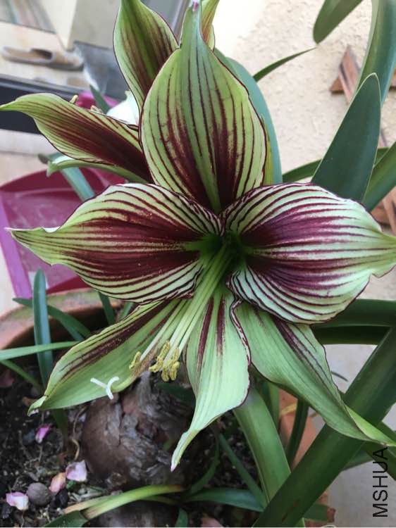 131430kkvs62v6231k626s.jpg