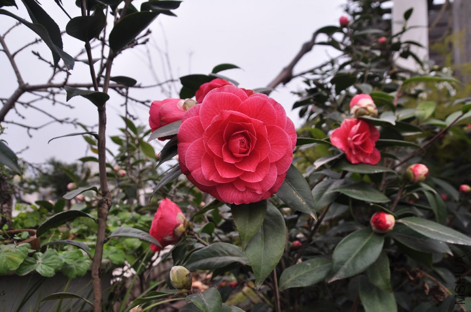 dsc_0546_����.jpg