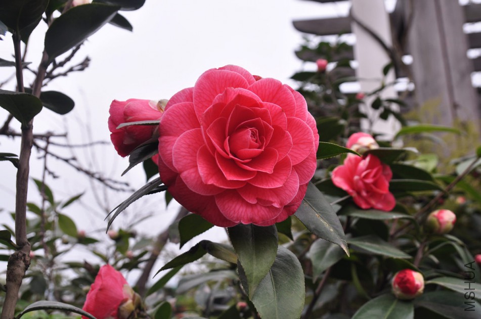 dsc_0547_����.jpg