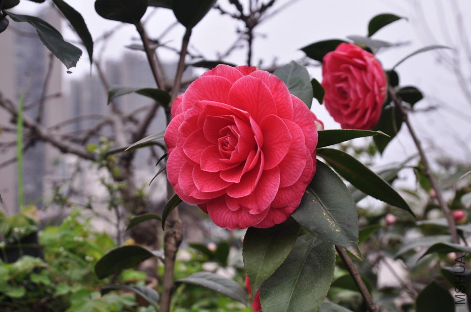 dsc_0549_����.jpg