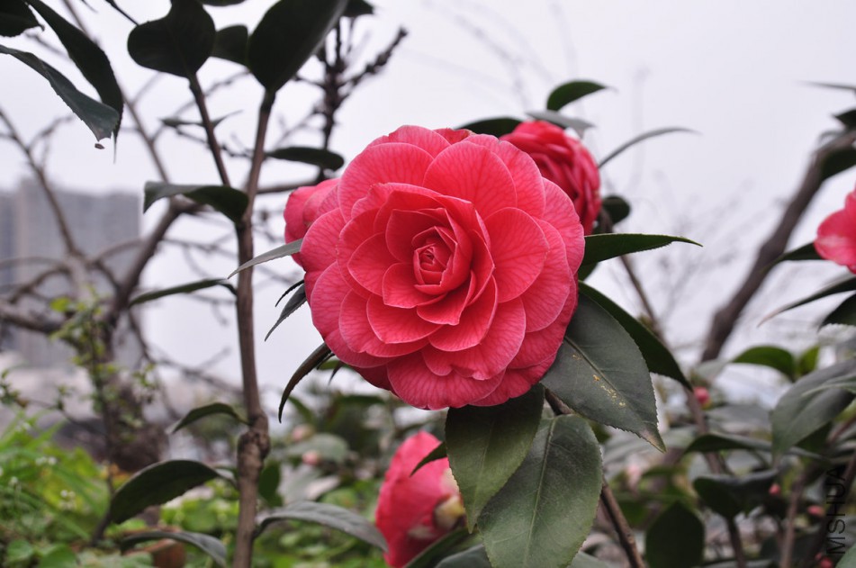 dsc_0550_����.jpg