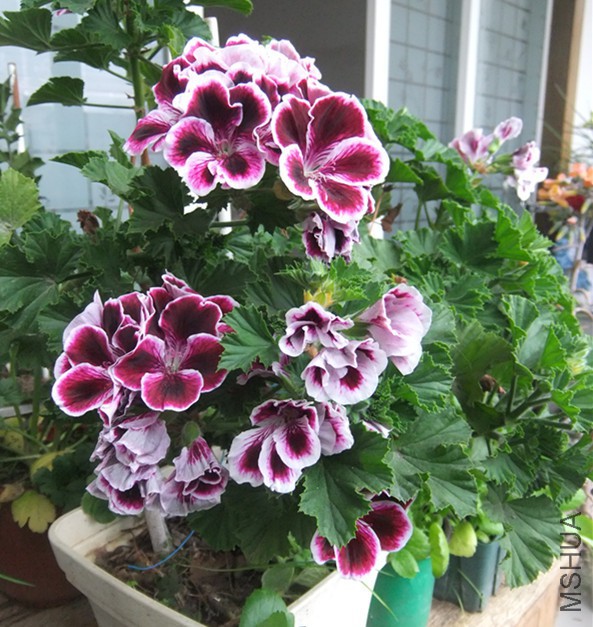 DSCF5296_����.jpg