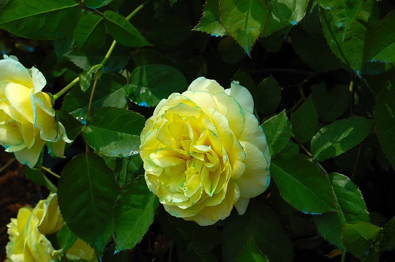 DSC_57850129.JPG