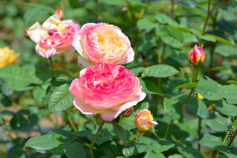 DSC_96870168.JPG