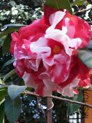 rps20180301_180142_943.jpg