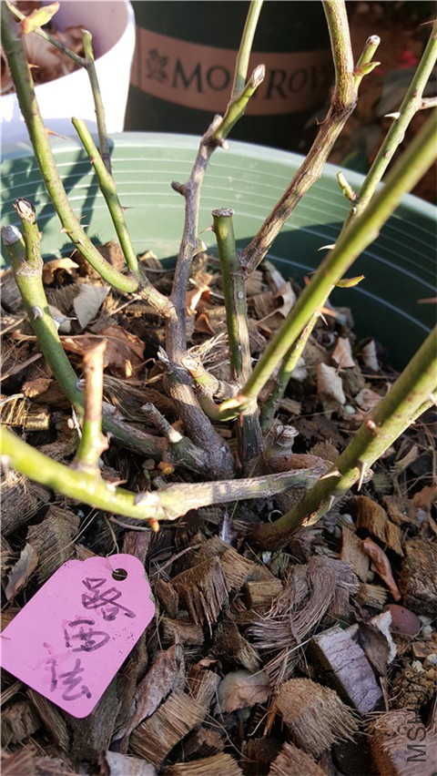 20180226_164931.jpg