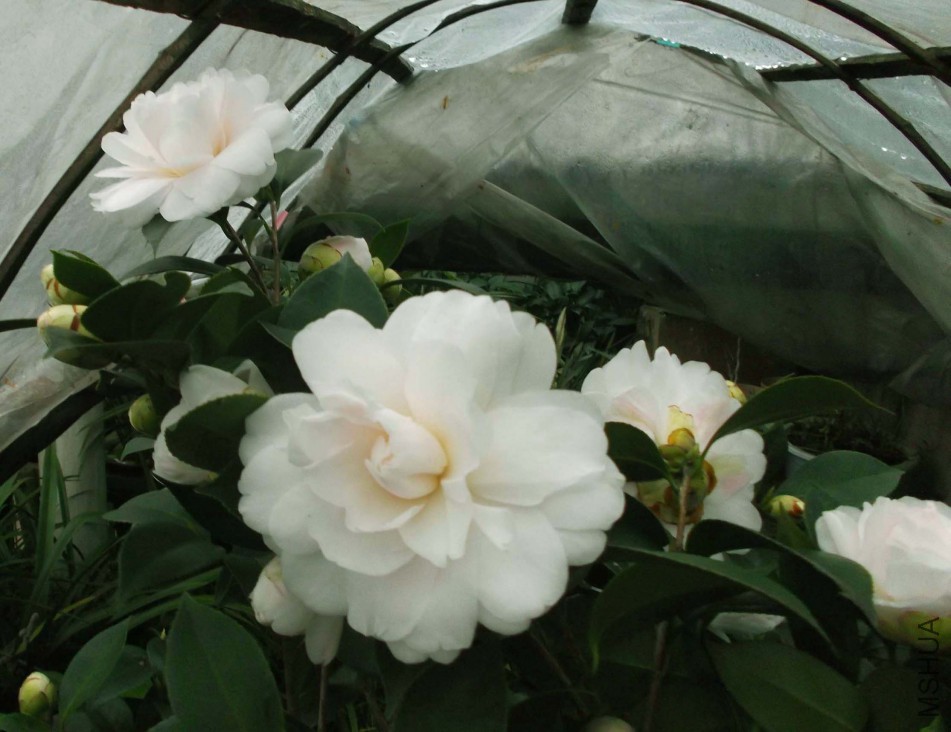 2018-3-2 008aa.jpg