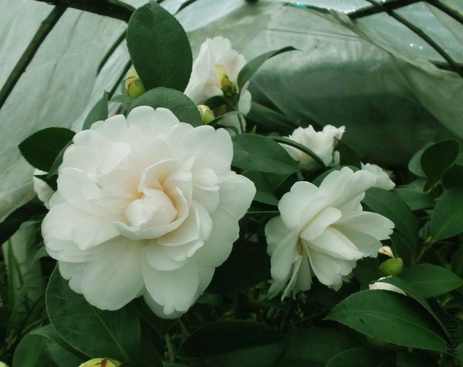 2018-3-2 009aa.jpg