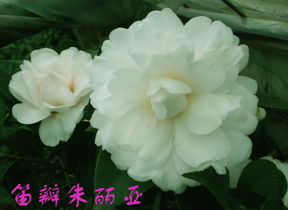 2018-3-2 010aa����.jpg