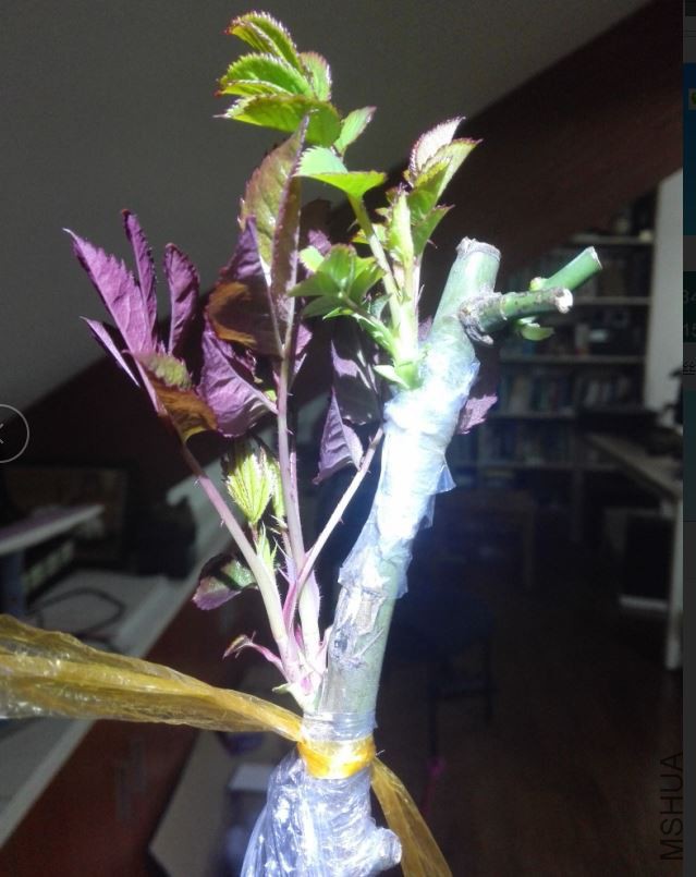 2018-03-02 10_27_11-.jpg