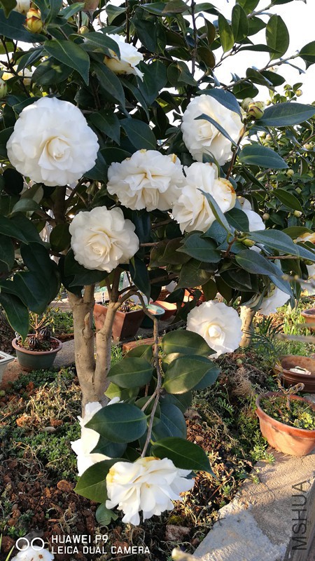 IMG_20180301_073439.jpg