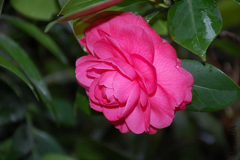 DSC_43630047.JPG
