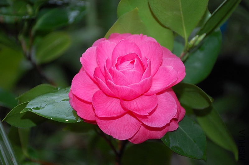 DSC_43550039.JPG