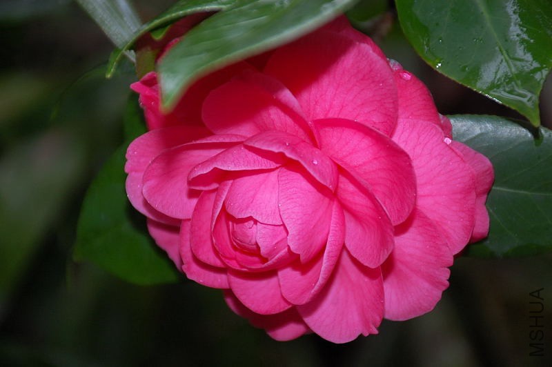 DSC_43350019.JPG