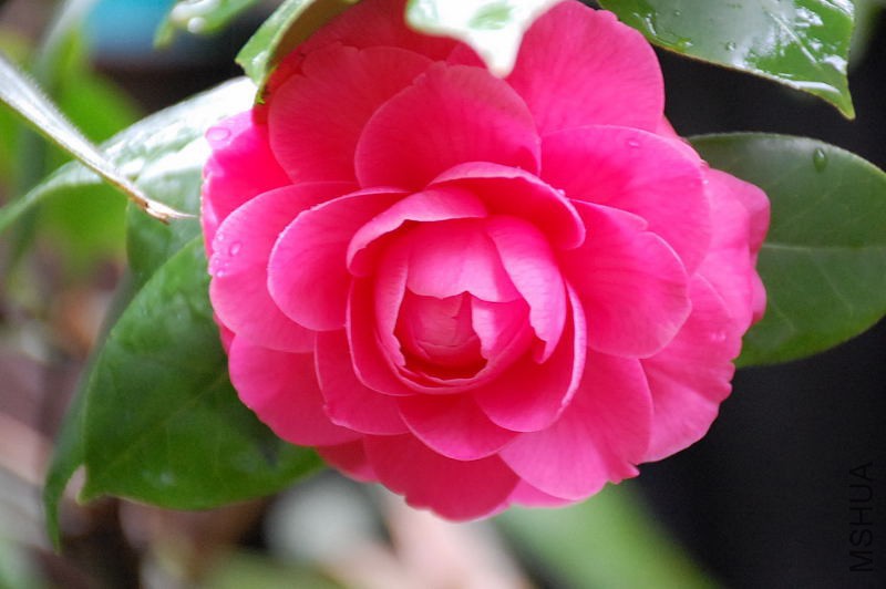 DSC_43210005.JPG