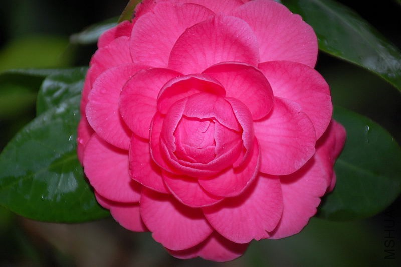 DSC_43370021.JPG