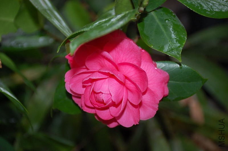 DSC_43320016.JPG