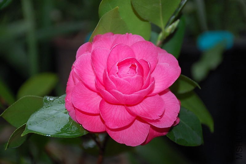 DSC_43500034.JPG