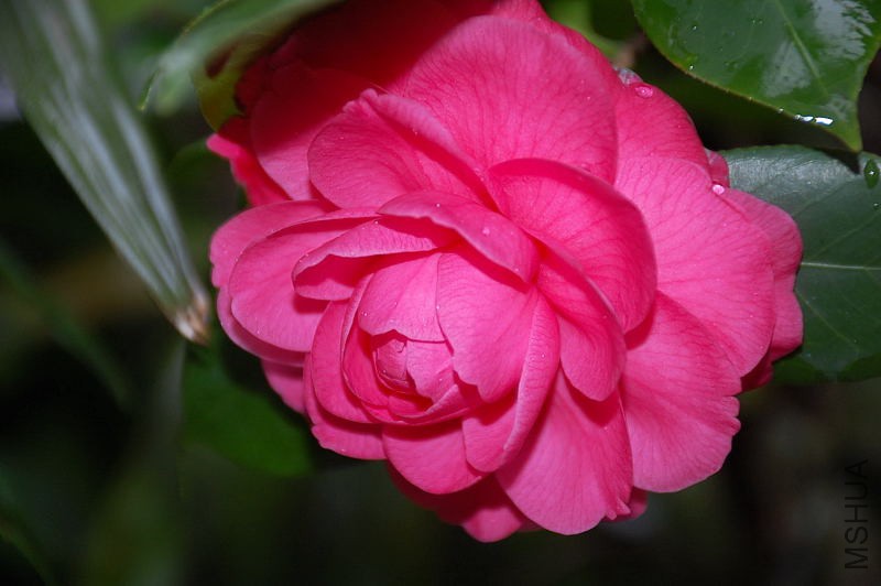 DSC_43310015.JPG