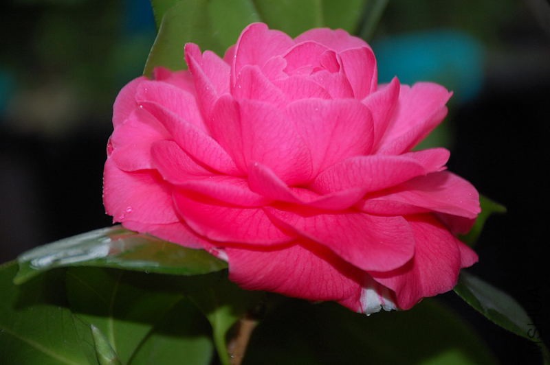 DSC_43480032.JPG