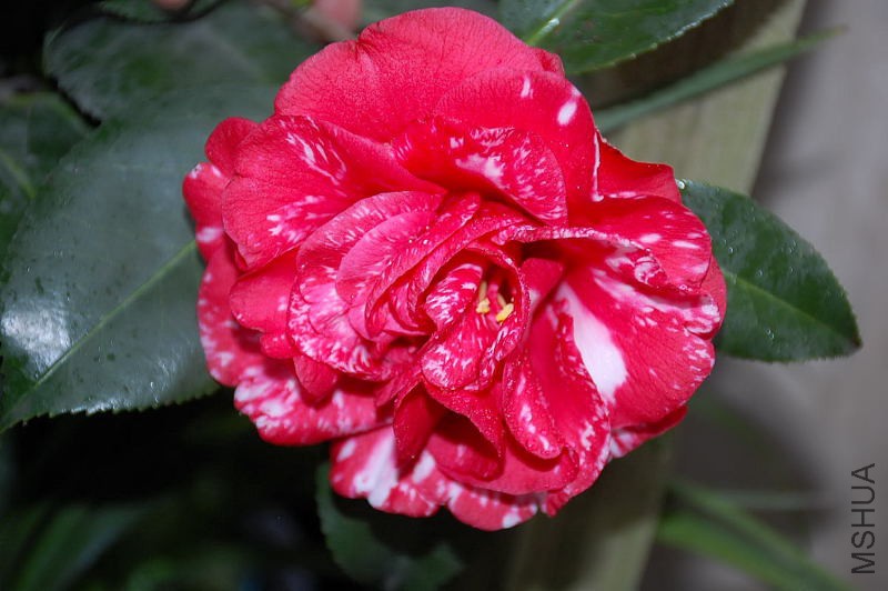 DSC_43730057.JPG