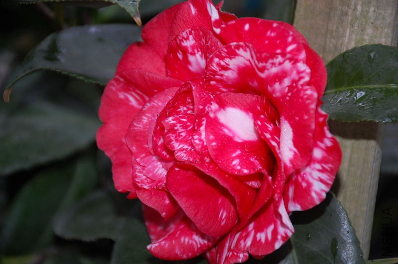 DSC_43670051.JPG