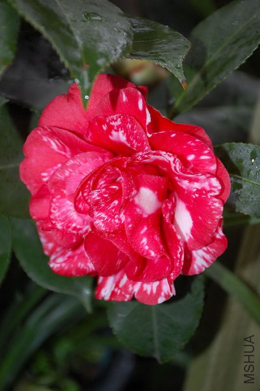 DSC_43710055.JPG