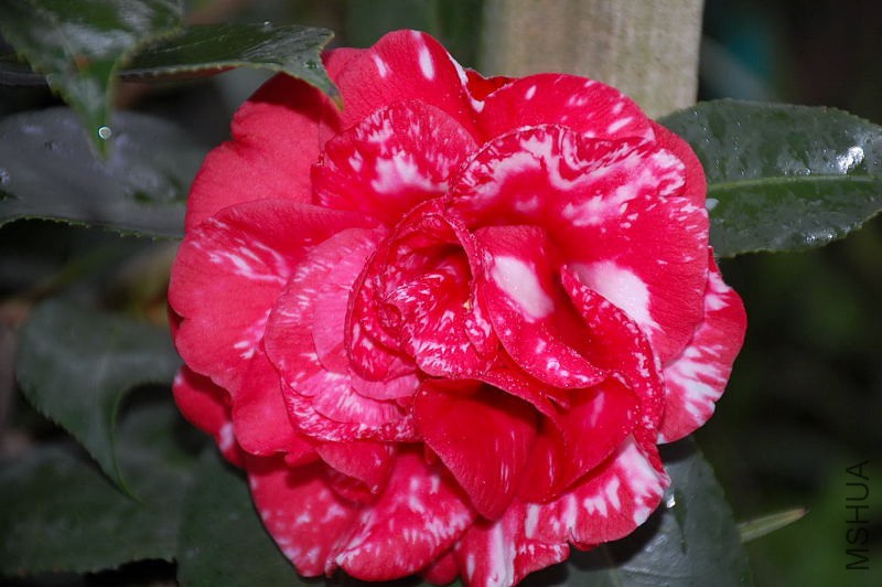 DSC_43650049.JPG