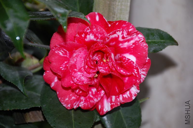 DSC_43660050.JPG